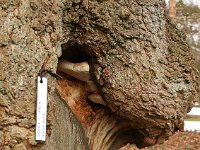 Quercus phellos 2015 02 07 3183
